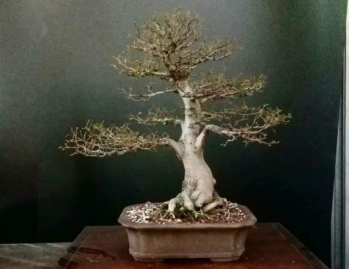 Una exposición de bonsais en el Jardín Japonés